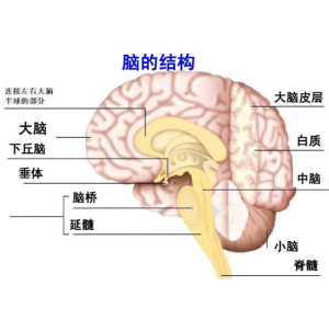 最新大脑功能分布图，揭示人类心智奥秘的新篇章