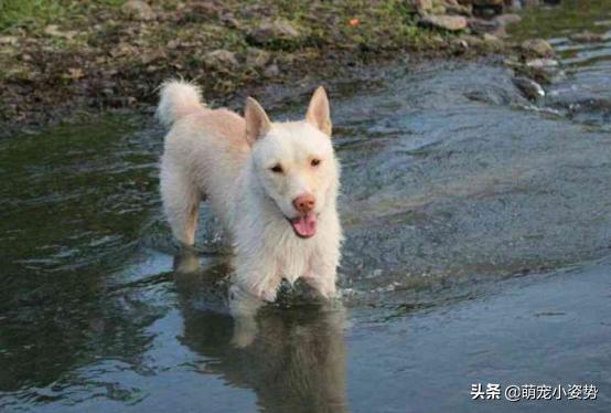 贵州土狗买卖信息一览，市场趋势与深度洞察